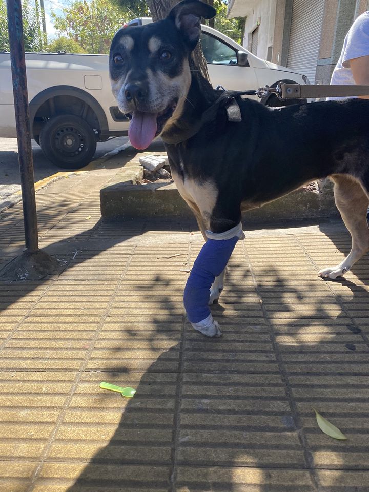 Una enfermera rescató a una perrita que estaba herida en la carretera. (Facebook)