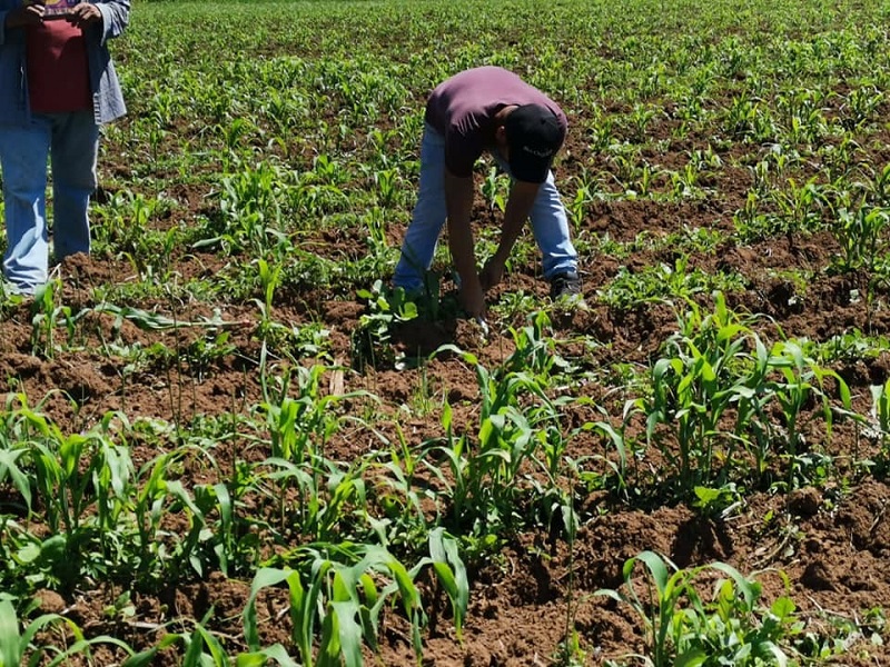 Estiran campesinos las remesas; viven al día con las cosechas