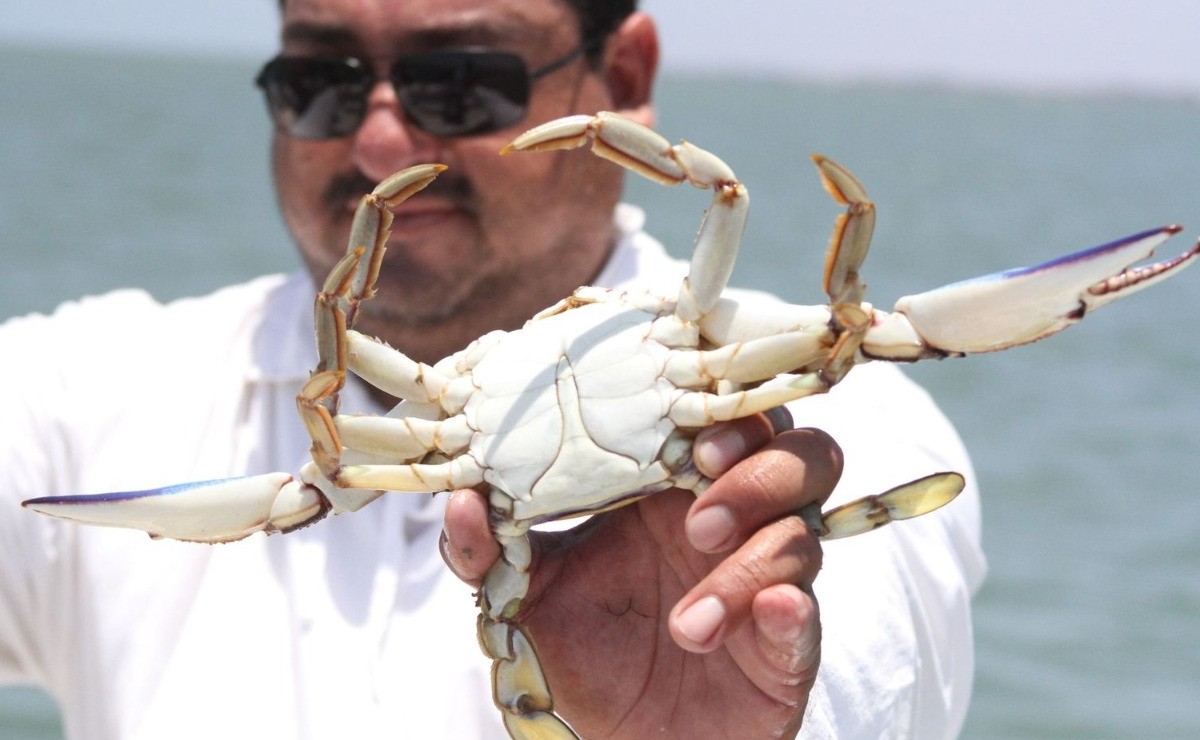 El levantamiento de la veda de jaiba es en los litorales de Sonora y Sinaloa. (Especial)