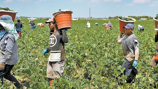México suspende envío de trabajadores agrícolas a Canadá tras muertes