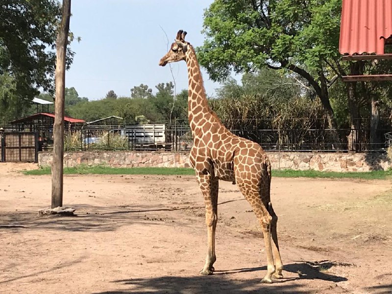 El Parque Zoológico de León recibió a un macho jirafa, de quien se espera se pueda reproducir con las hembras. Especial.