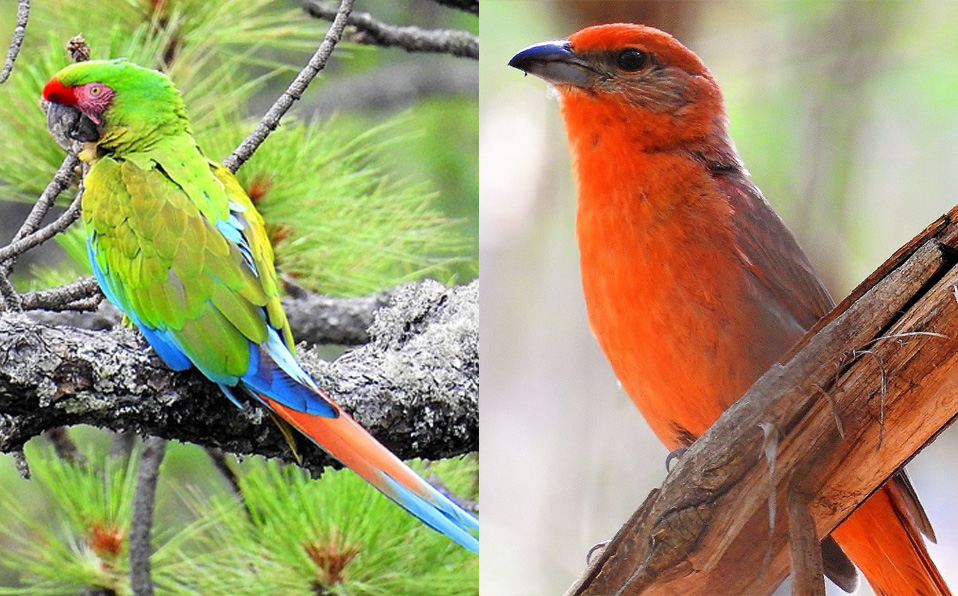 Dentro del Cañón de Fernández y la Biósfera de Mapimí la riqueza de aves es muy amplia. (Especial, Jesús Favela Mesta)