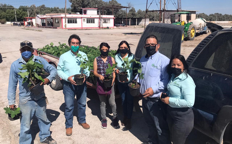 500 plantas de cultivo de higo se han plantado en un cuarto de hectárea y se encuentran en el proceso de sistema de riego para mantenerlo. (Cortesía)