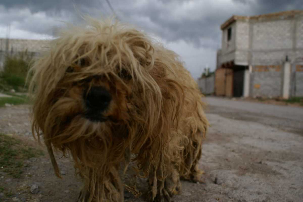 Perro en una calle de Tula. (Francisco Villeda)
