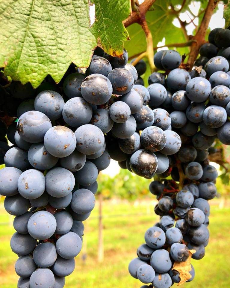 Guanajuato ocupa el cuarto lugar en producción de vino