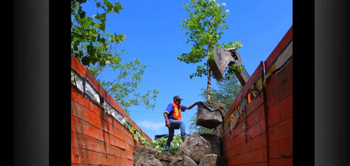 La secretaria señaló que en el mes de julio se hará una pausa en la plantación de árboles mientras dura la canícula. Foto: Especial