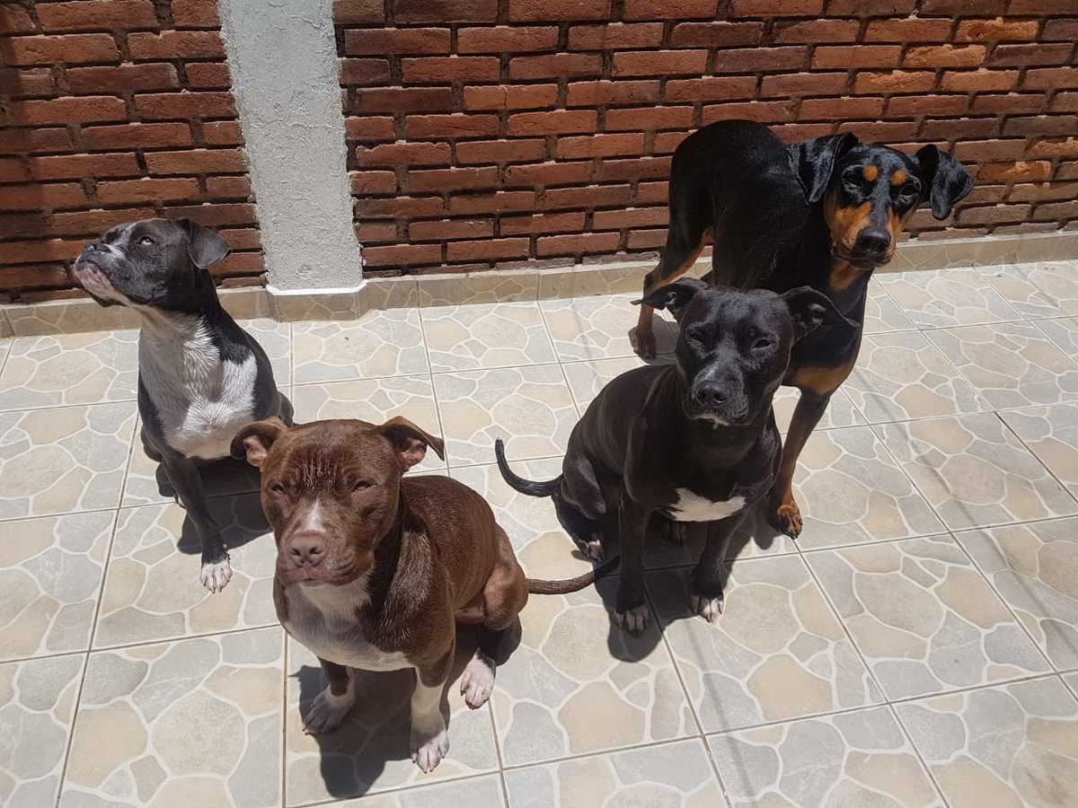 perros, maltrato animal, abandono, edomex, noticias