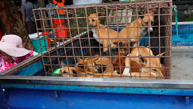 Realizan festival de carne de perro en China