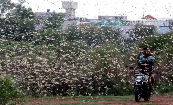 Plaga de langostas avanza por Argentina. (EFE)