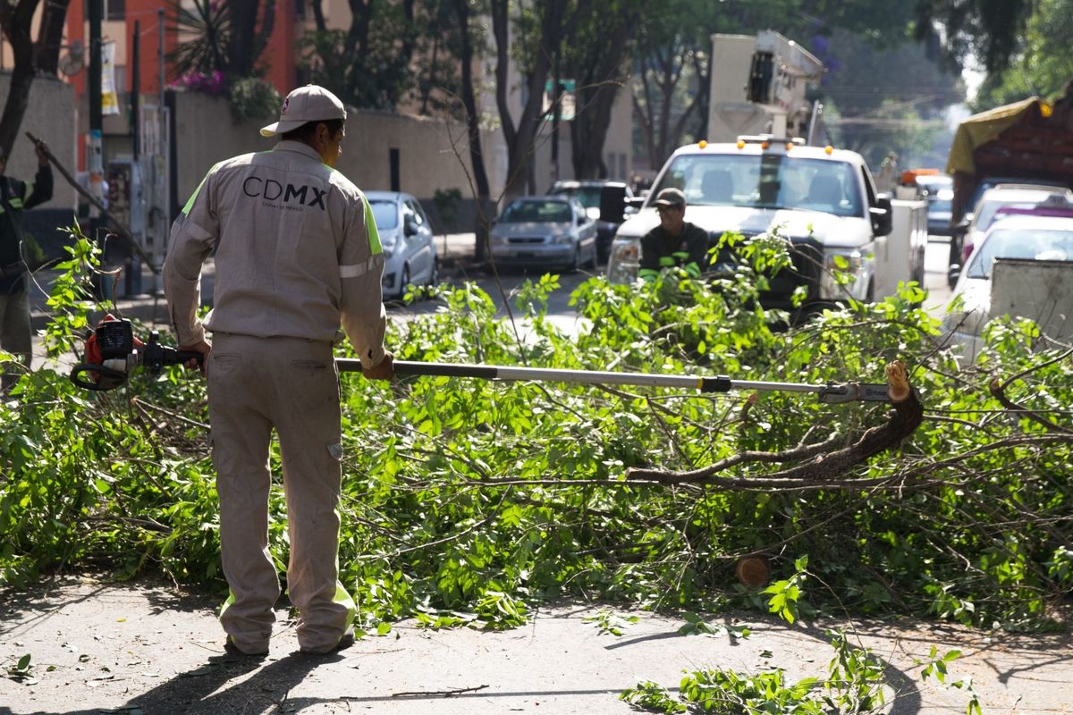 Poda de árboles en la CdMx (Archivo Cuartoscuro)