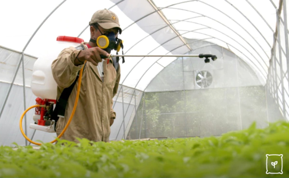 El programa ha entregado 92 mil 489 toneladas de fertilizantes. (Fertilizantes para el Bienestar)