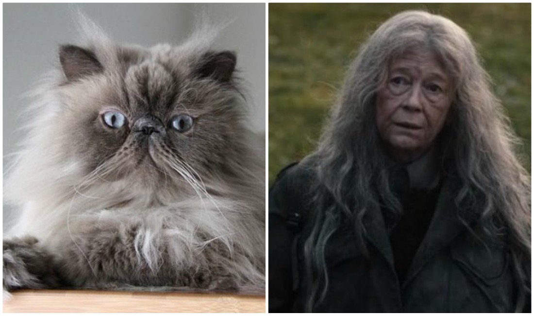 Personajes de Dark son comparados con gatos (Especial/Twitter).
