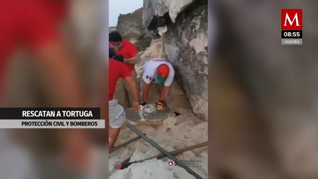 Protección civil y bomberos rescatan a tortuga