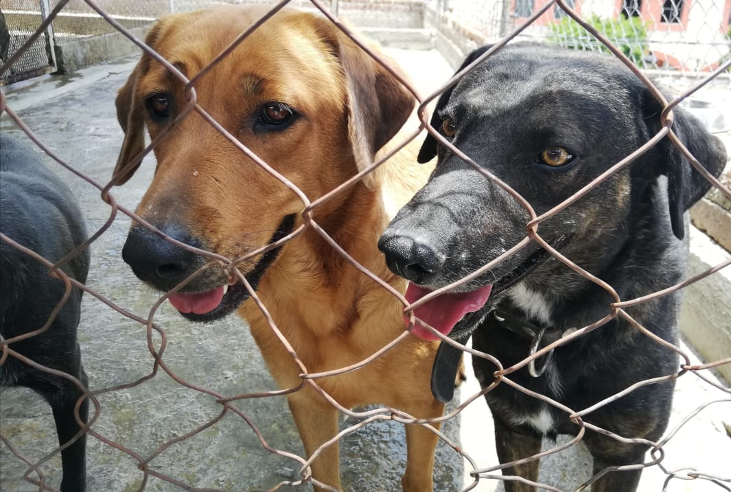 Durante pandemia, adopción de caninos aumentó en un 100% en León