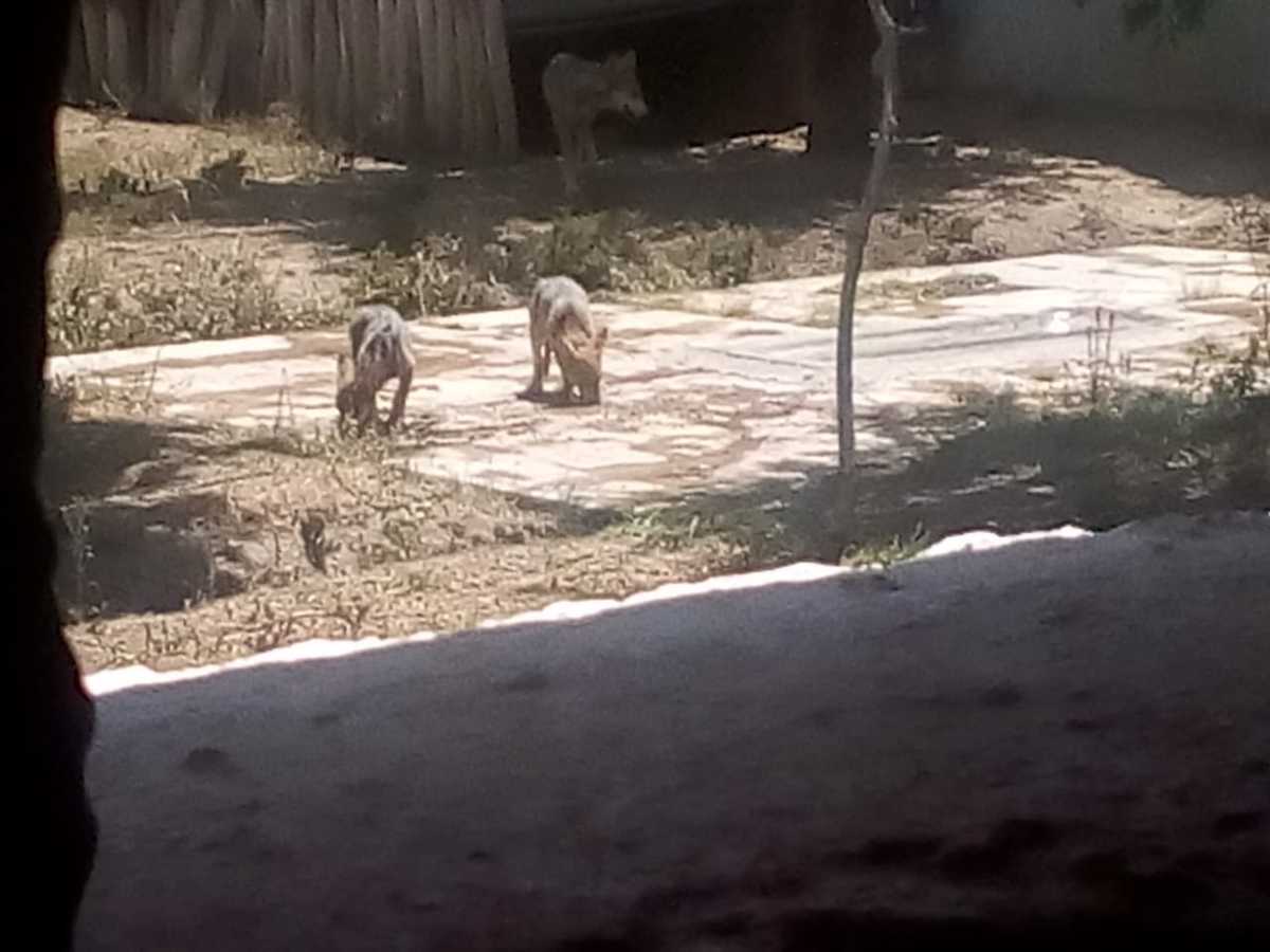 Los lobos nacieron el pasado abril en el Zoológico de San Juan de Aragón.