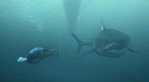 Michael Phelps vs tiburón blanco (Discovery Channel)