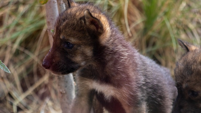Nacen 8 cachorros de lobo gris mexicano en Saltillo
