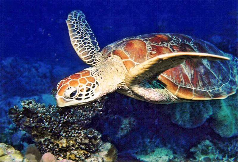 Las organizaciones denunciaron la muerte de más de 2 mil tortugas caguama. | Especial