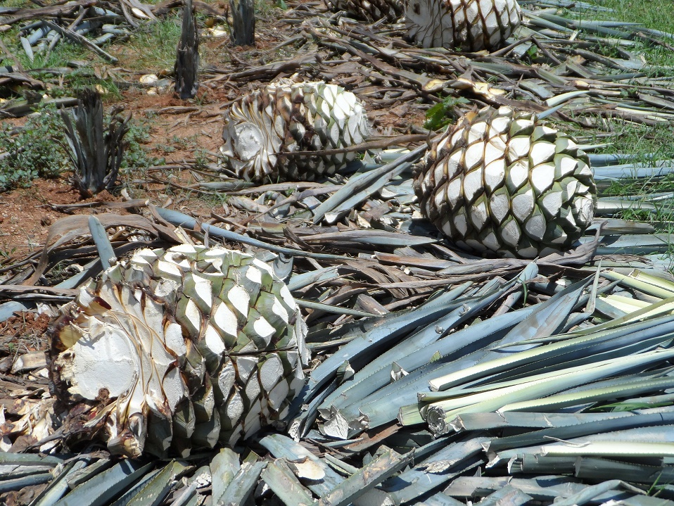 Analista consideran que es la antesala de una fuerte sacudida a la industria del agave. Cortesía