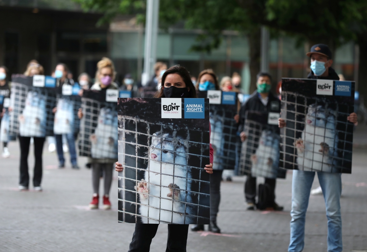 Manifestantes a favor de los derechos animales se manifestaron por la decisión de las autoridades holandesas. (Reuters)