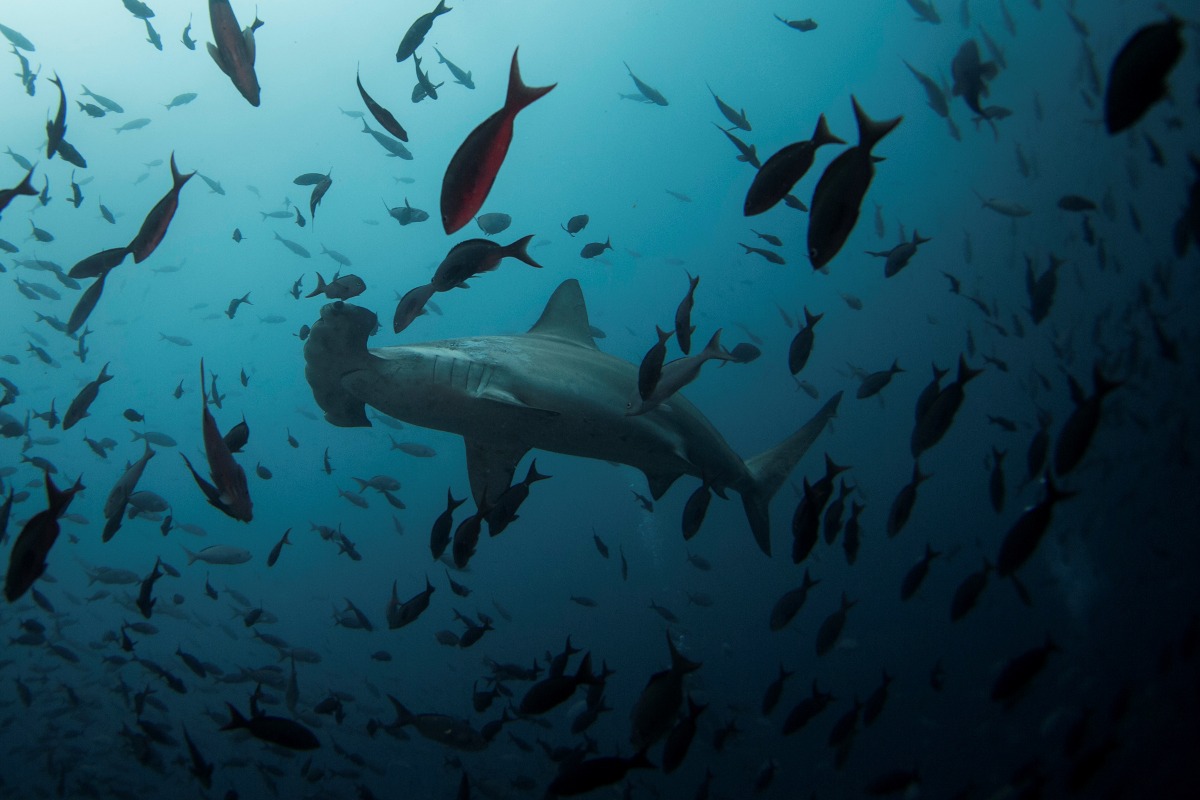 Las Islas Galápagos es una de las mayores reservas de biodiversidad del planeta. (Reuters)