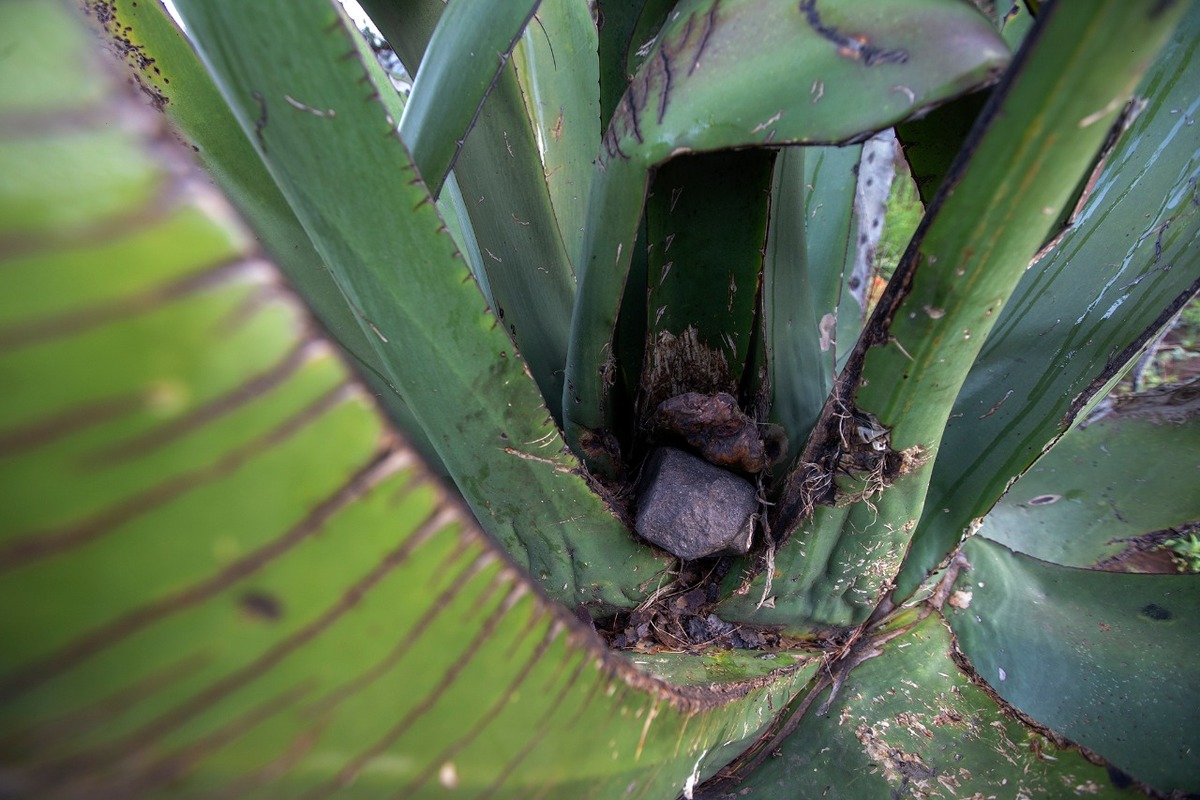 Un maguey adulto, es decir, con al menos ocho años de crecimiento, puede tener una producción diaria de entre tres y cinco litros de pulque.