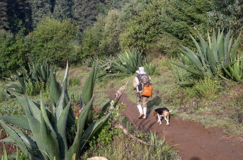 Los tlachiqueros extraen el aguamiel para después fermentarlo y obtener el pulque.