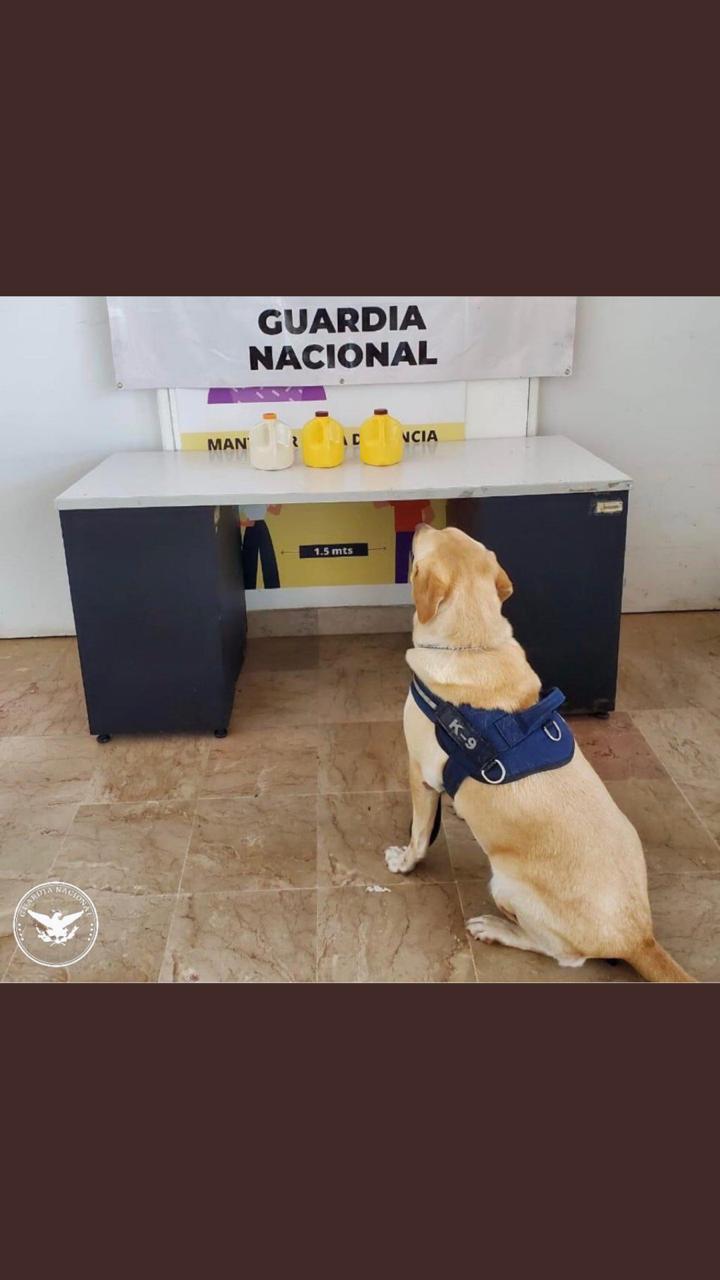 La droga fue detectada por un perro de la Guardia Nacional.
