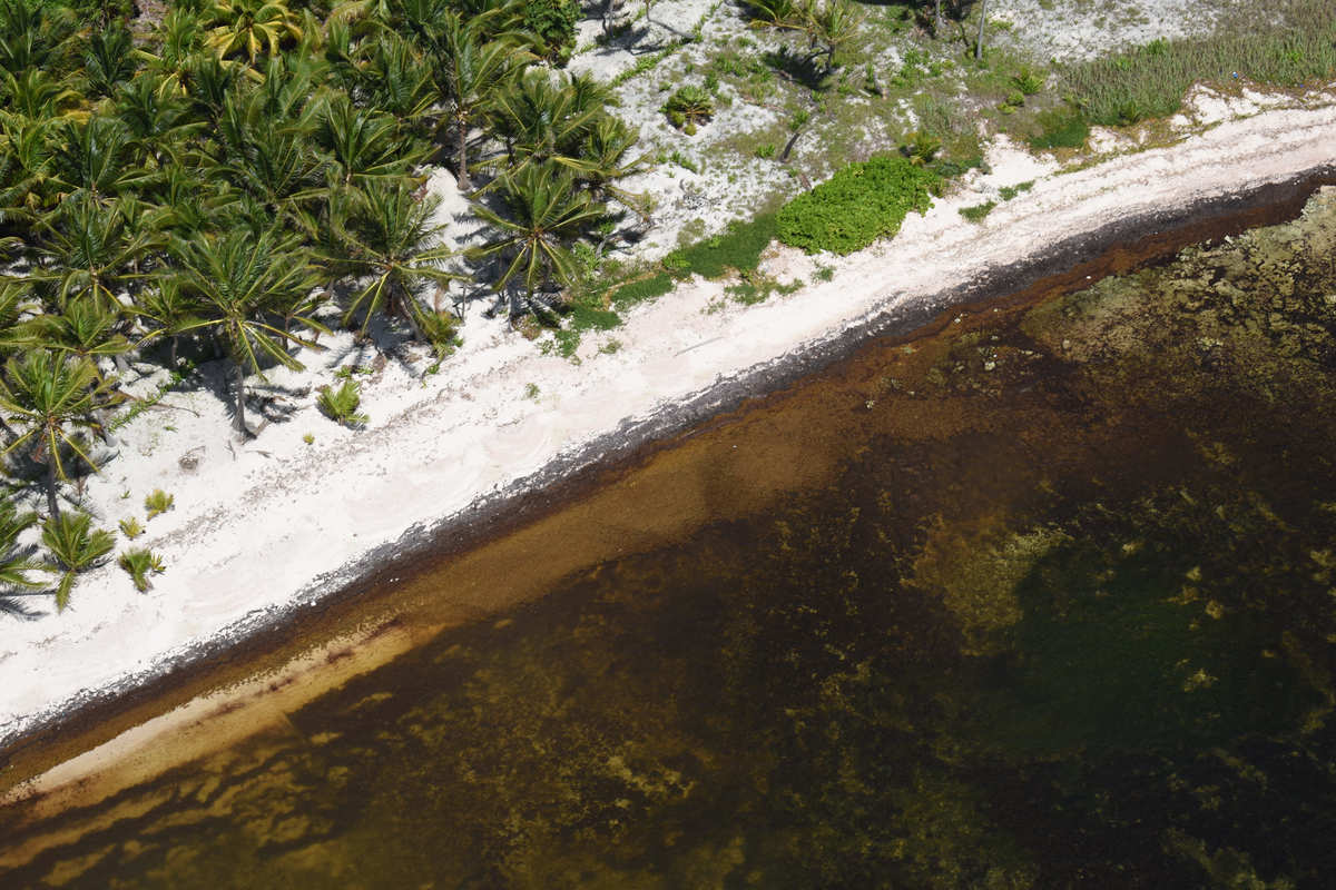La SEMAR diariamente sobrevuela las playas del Caribe para detectar el sargazo | Alejandro Vázquez
