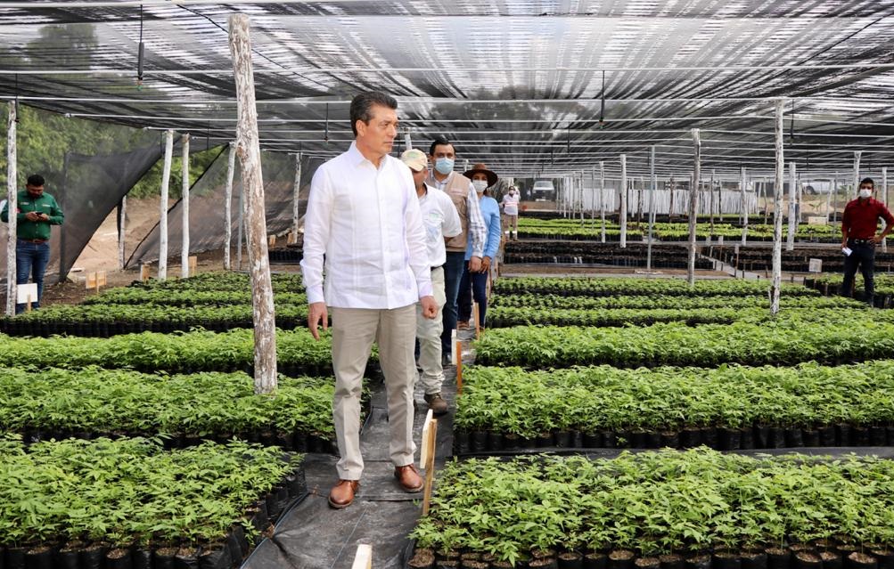 Con esta acción se busca reforzar la siembra de árboles en el país. | Especial