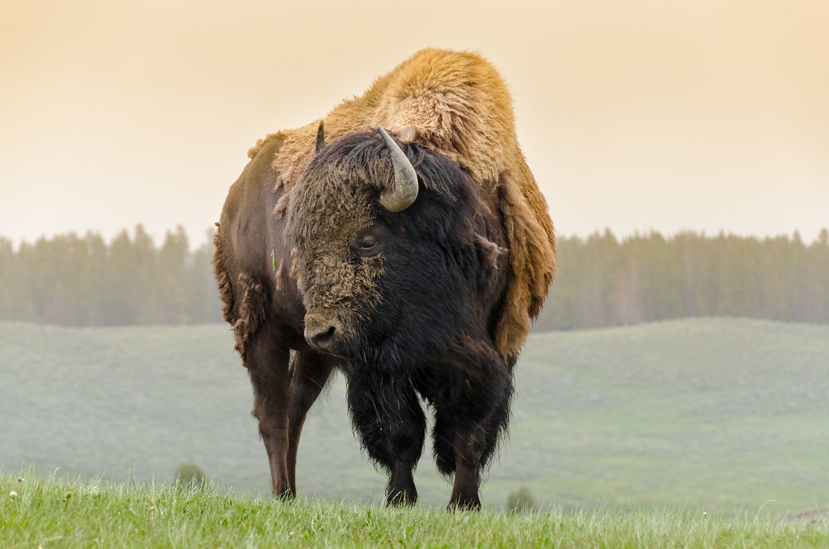 El bisonte estaba comiendo cuando la señora se acercó. (Shutterstock)