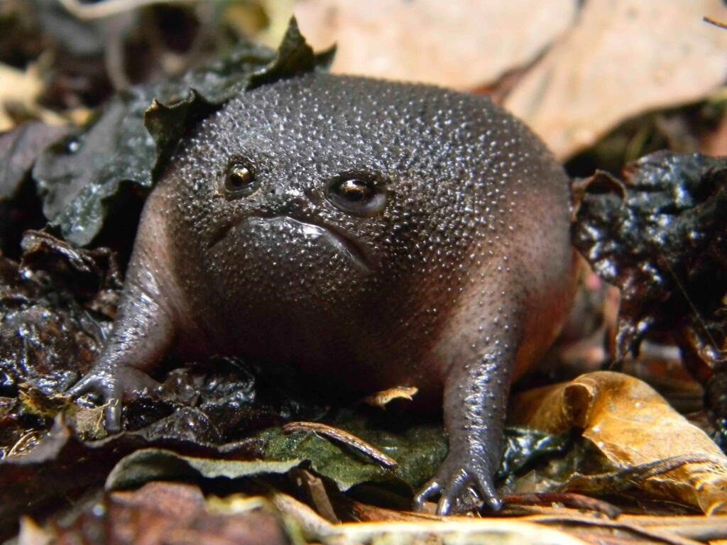 Extraño animal parece un 'aguacate enojado'. (dpa)
