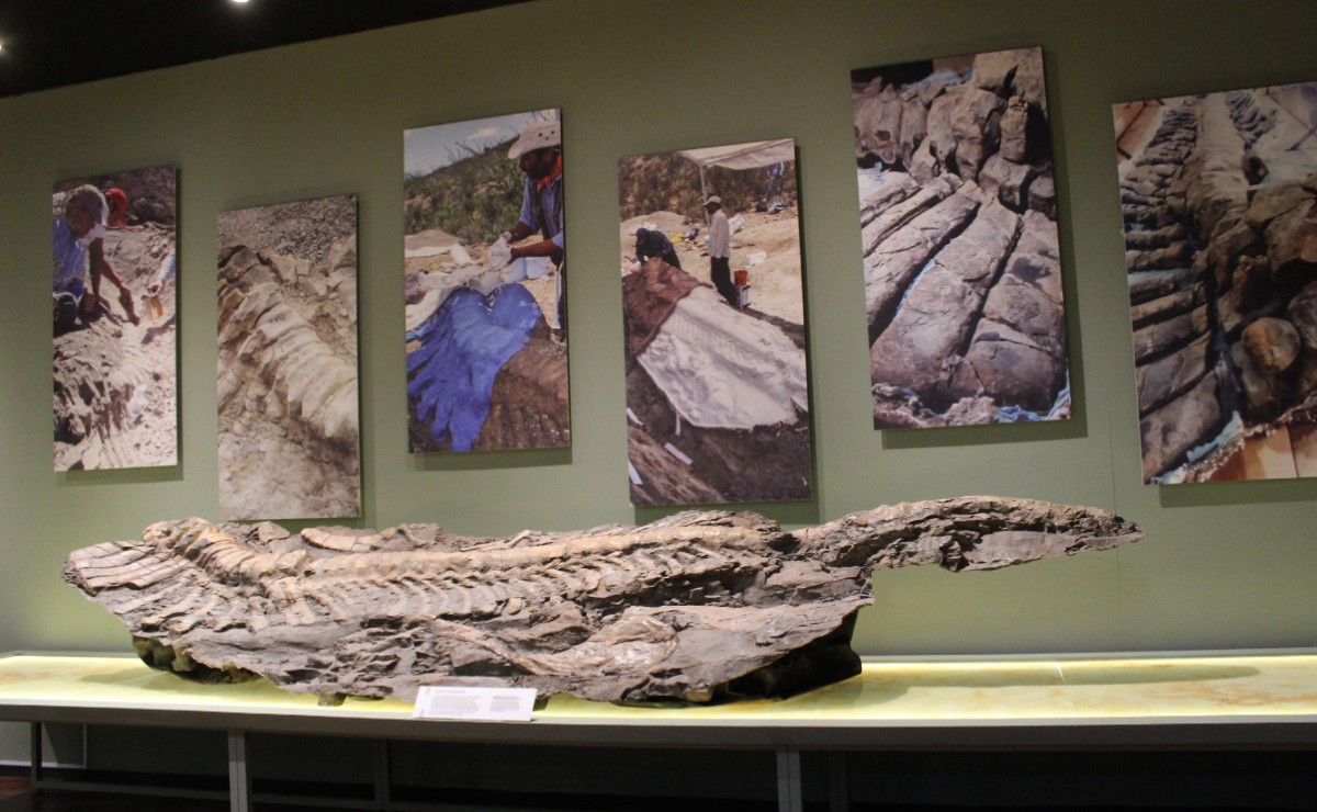 Niños podrán tener visitas guiadas de forma virtual por el Museo Regional de La Laguna. (Claudia Luévano)