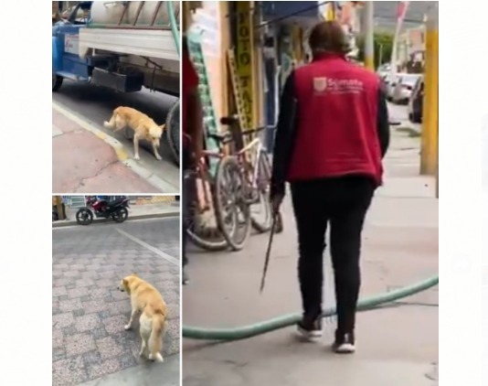 Causa indignación en redes empleada del Ayuntamiento de Tecamachalco anestesiando perros callejeros. (Especial)