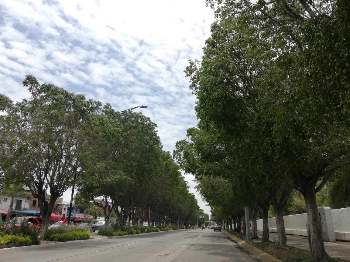 Faltan 220 mil árboles en León, para promedios ideales de oxígeno. Foto: Dany Béjar