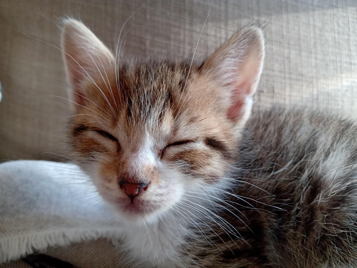 Fotografías de gatitos.