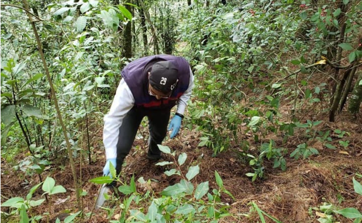 Desde 2006, en el país hay 3 mil 978 fosas clandestinas en las que han sido exhumados 6 mil 625 cuerpos. (Comisión de Búsqueda de Puebla)