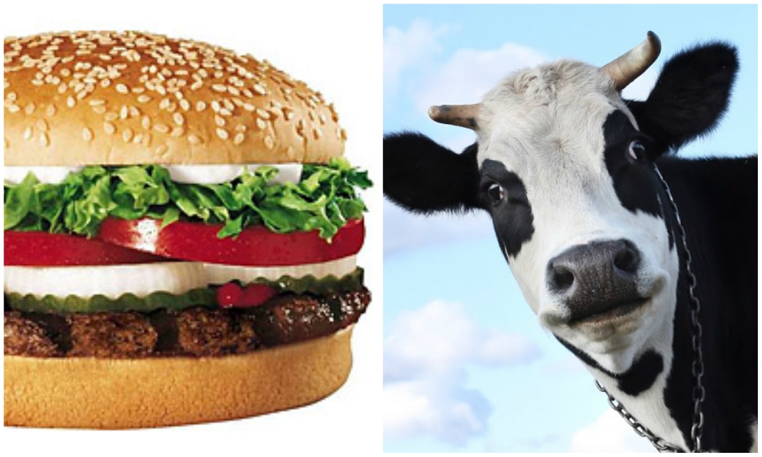 Burger King cambia dieta de sus vacas para que suelten menos gases al ambiente.