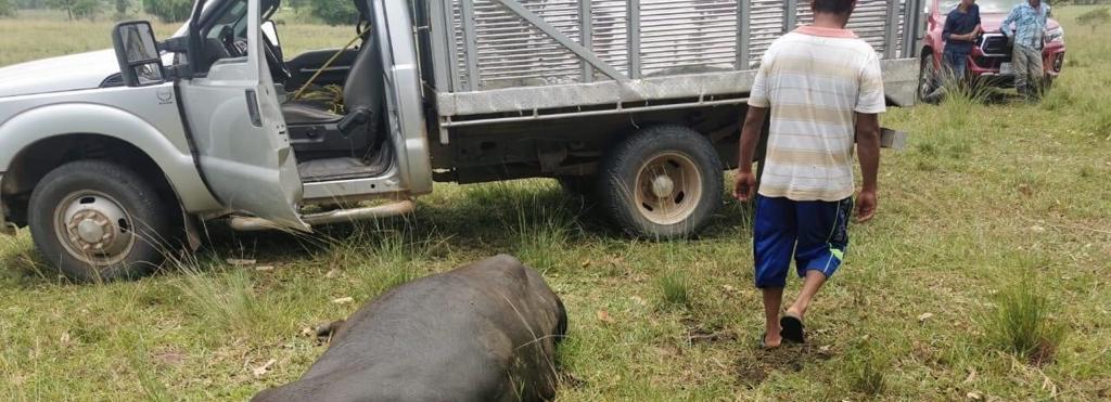 Hace algunas semanas ya había sucedido lo mismo y en esa ocasión fueron tres los animales electrocutados.