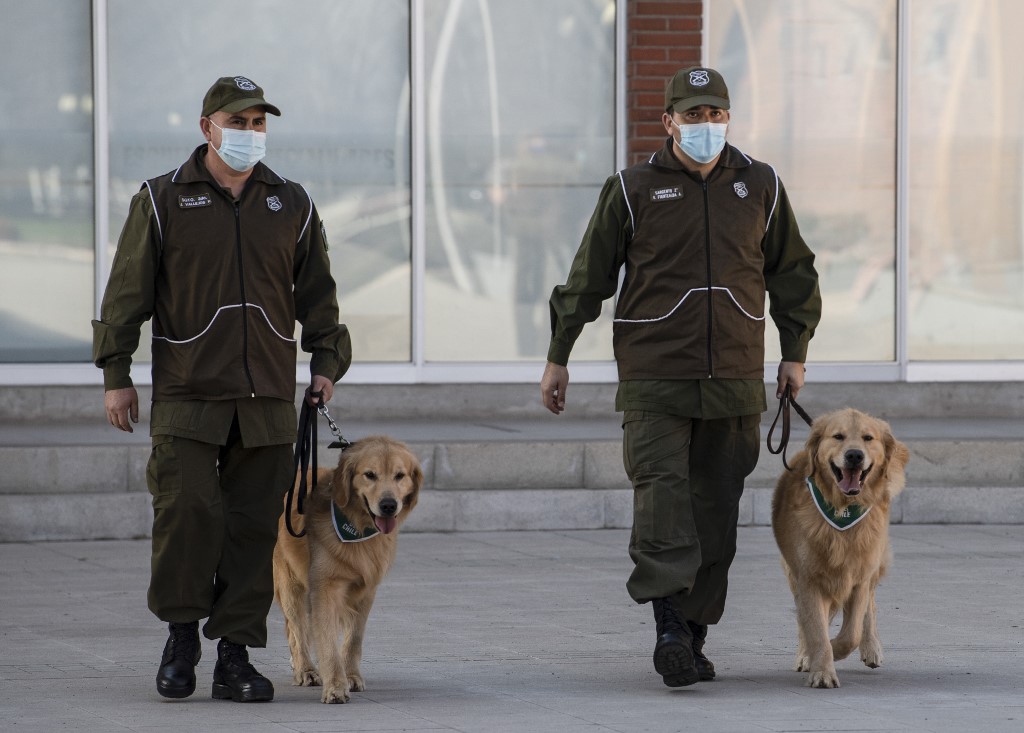 La policía chilena busca entrenar a perros para detectar a infectados de covid-19. (AFP)