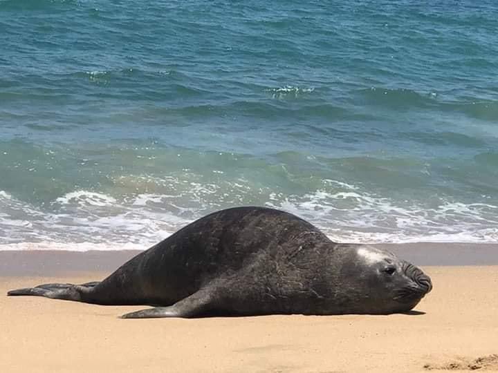 No había registro de un animal de este tipo en la zona (Twitter @julietamejia).