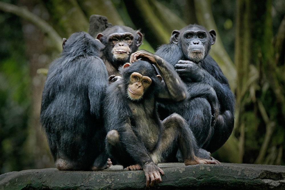 Un grupo de chimpancés (Shutterstock).