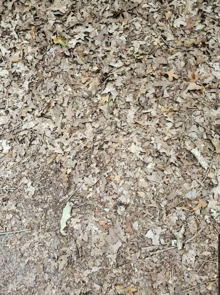 Reto visual. Serpiente escondida en las hojas (Twitter: @IamVipulTyagi)