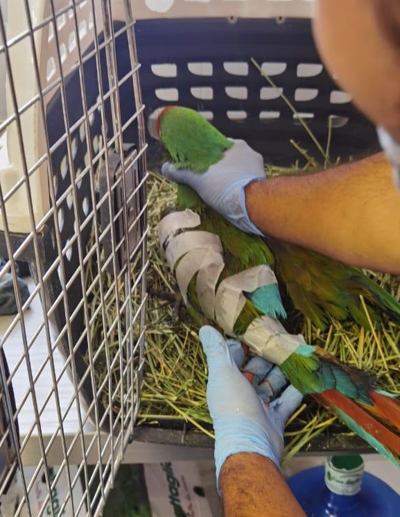 La especie de guacamaya verde se encuentra en Peligro de Extinción. (Fanny Miranda)