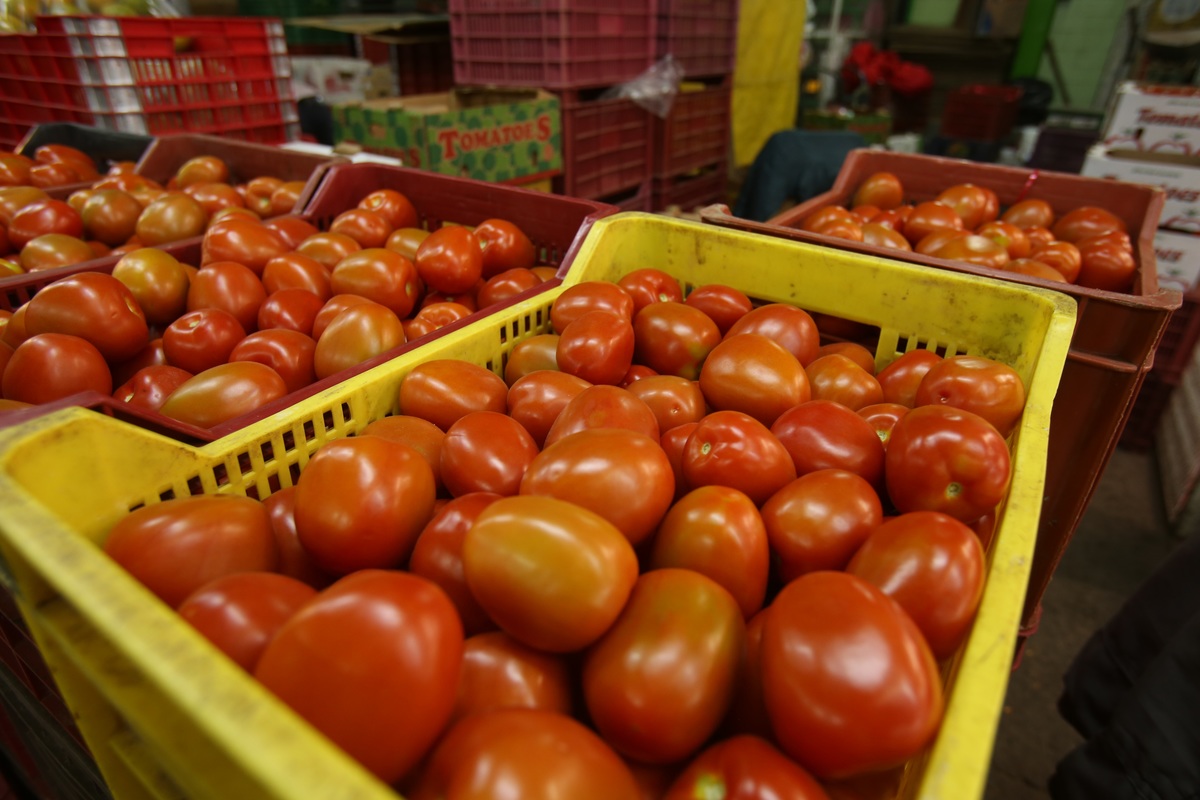 Florida y México son los principales proveedores de tomate fresco durante los meses de invierno en EU. (Juan Carlos Bautista)