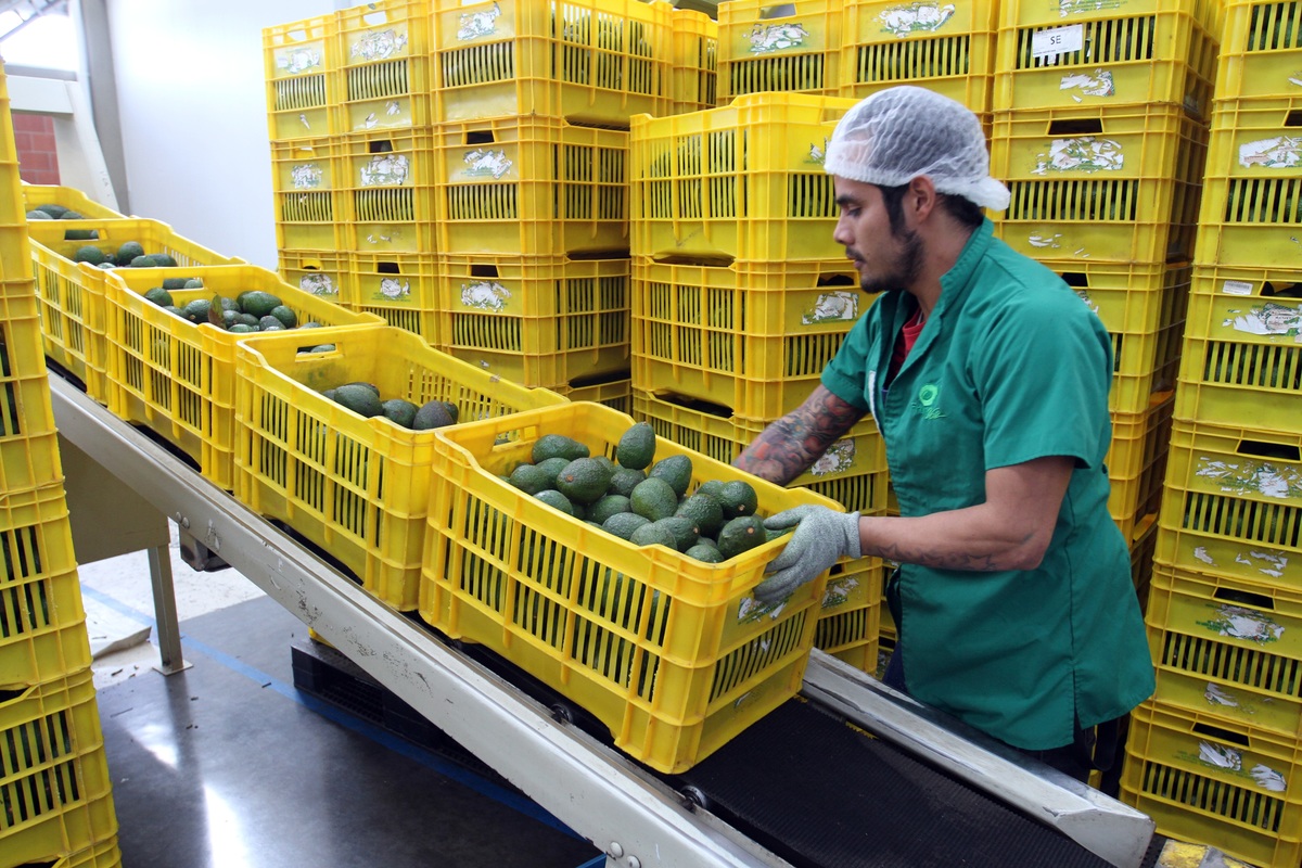 México es el principal exportador de aguacate del mundo. (Jorge Carballo)