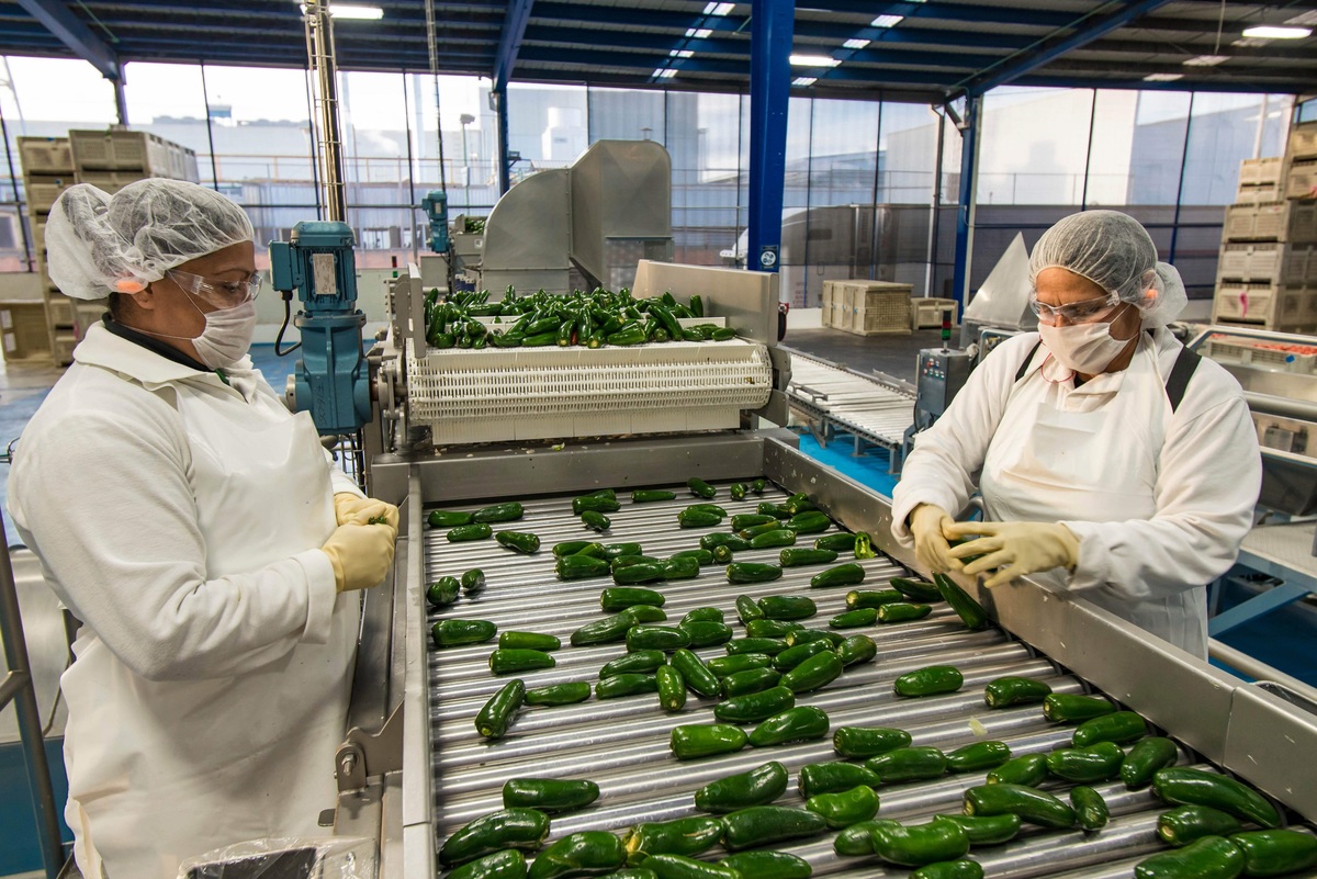 De acuerdo con la Sagarpa, México es el exportador número uno a escala mundial de chiles y pimientos. (AFP)