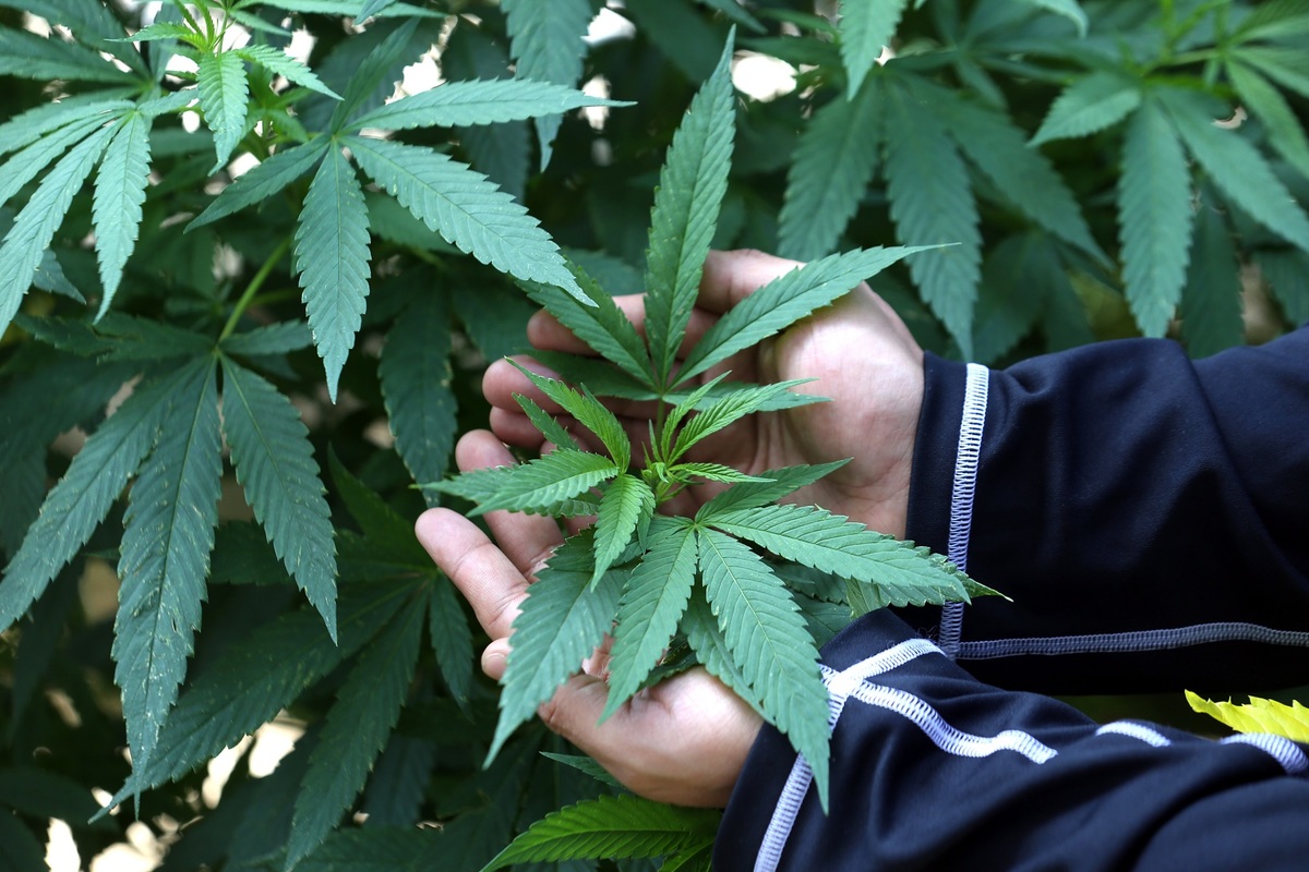 Existen varios tipos de plantasde mariguana: sativas, indicas e Híbridas. | Jorge Carballo