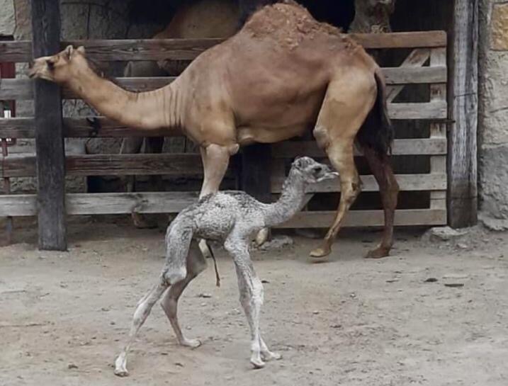 Nace dromedario (camello) en zoológico de Nuevo Laredo