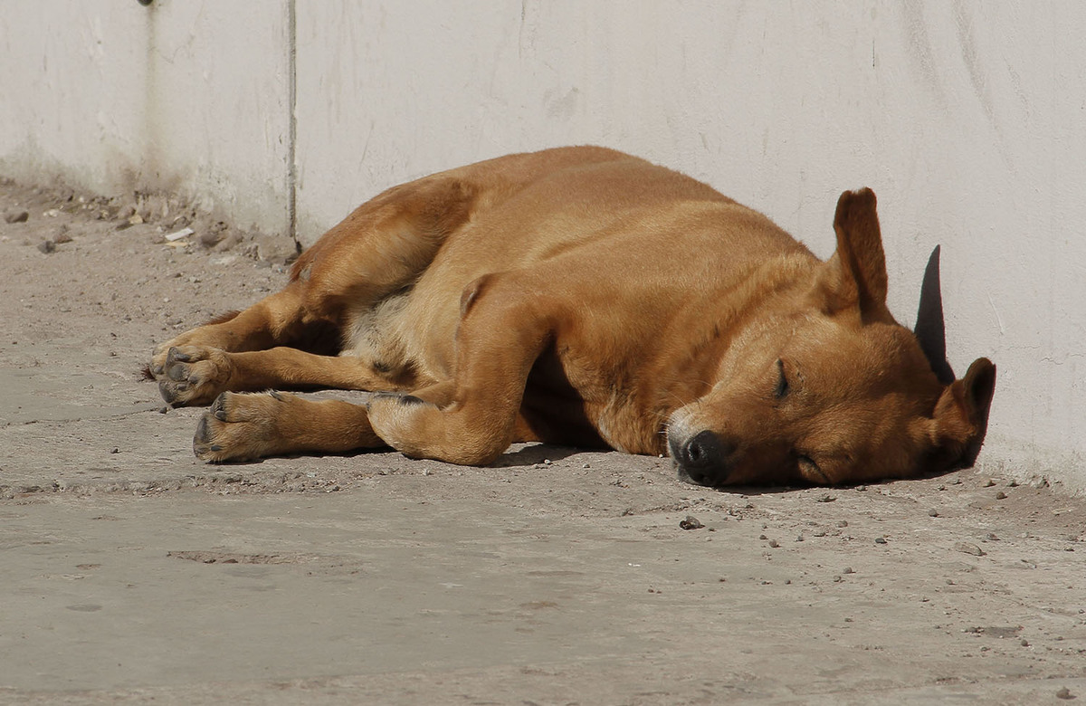 Las asociaciones protectoras de animales piden considerar a perros y gatos como parte de la familia y no como juguete para los menores. (Aldo Cahirez)